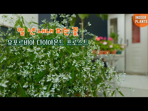 Видео: [4k] Загадочный цветок, который цветет круглый год, ежемесячный рекорд роста
