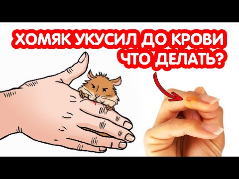 Видео: Хомяк укусил до крови - что делать? Почему хомяк кусается