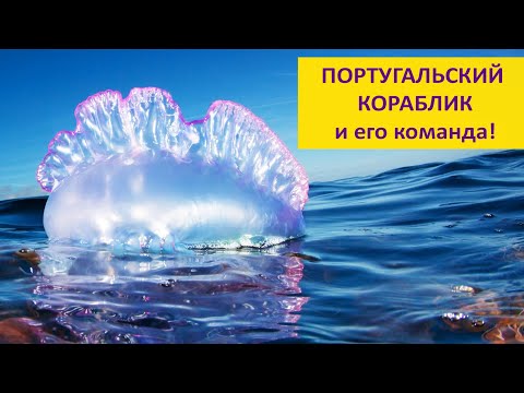Видео: Португальский кораблик: красивый, опасный и загадочный. Наталья Носова