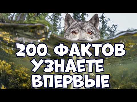 Видео: 200 ИНТЕРЕСНЫХ ФАКТОВ, КОТОРЫЕ ВЫ УЗНАЕТЕ ВПЕРВЫЕ