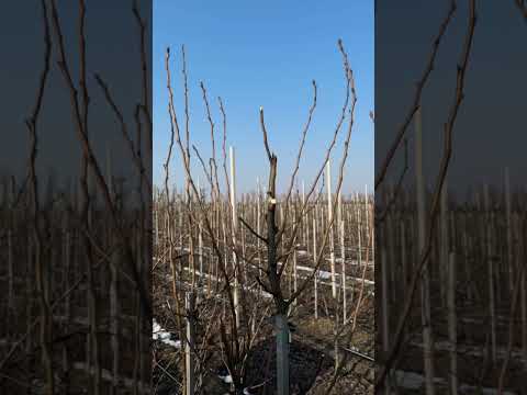 Видео: Обрезка груши. Понижение кроны дерева