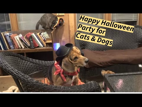 Видео: 🎃Вечеринка на Хэллоуин для биглей, джекаби (биглей джек-рассел-терьеров), мальтийских болонок и к...