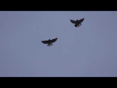 Видео: Николаевские голуби. г.Терновка 158.