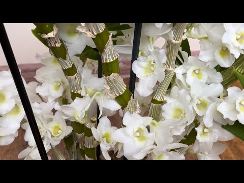 Видео: ДЕНДРОБИУМ НОБИЛЕ : УДИВИЛ , ТАК УДИВИЛ 🔥