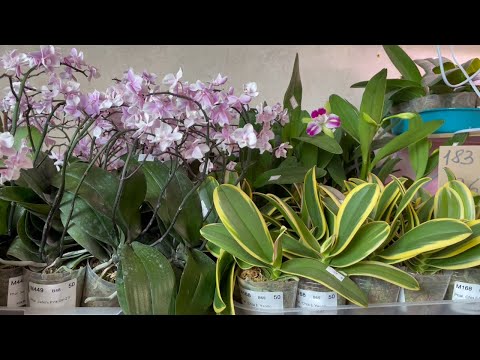 Видео: 🌸 ПРОДАЖА ОРХИДЕЙ. Подростки сортовых орхидей из АЗИИ от MIKI ORCHID/ Обзор орхидей. Орхидеи почтой.