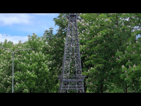 Видео: World of wildlife Мир природы в прямом эфире!