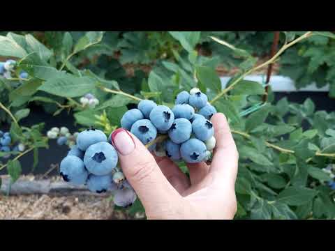 Видео: ГОЛУБИКА!Первый урожай!Огромные ягоды сорта ПАТРИОТ!#blueberry#сортголубикипатриот#голубика