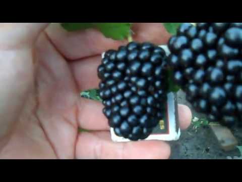 Видео: прайм арк фридом   3