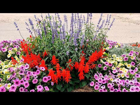 Видео: ВЫРАЩИВАНИЕ САЛЬВИИ СВЕРКАЮЩЕЙ МУЧНИСТОЙ. ВЫСАДКА САЛЬВИИ В ОТКРЫТЫЙ ГРУНТ СРОКИ ВЫРАЩИВАНИЯ САЛЬВИИ