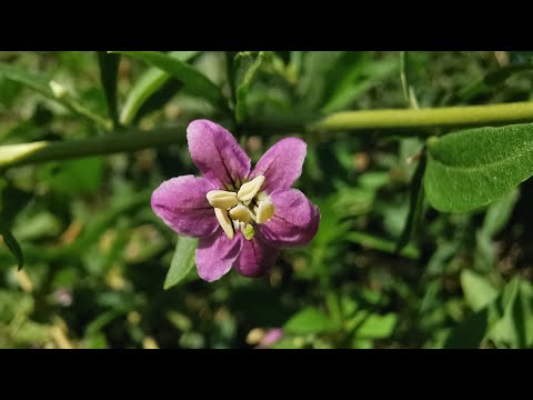 Видео: Безсмертний медонос дереза та інші цікаві рослини.