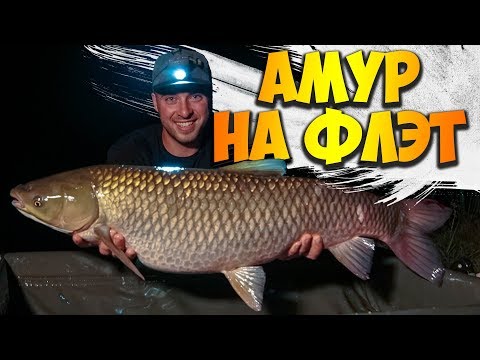 Видео: ЗДЕСЬ ЖИВУТ МОНСТРЫ! Ловля трофейного АМУРА и КАРПА на ФЛЭТ-ФИДЕР! Секретная насадка!