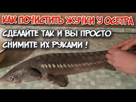 Видео: Как легко и быстро удалить жучки у осетра. Что нужно знать.