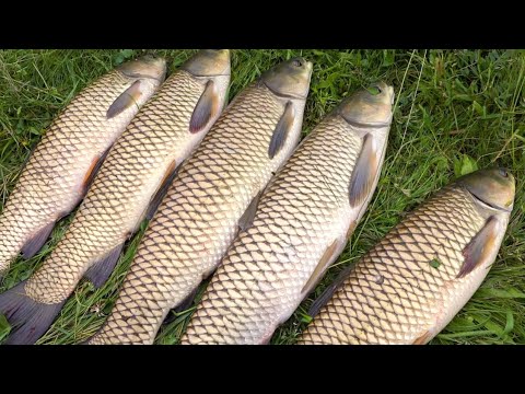 Видео: Добавив секретну добавку і Кормачки пішли в рознос! Амури на кормаки клюють один за другим!