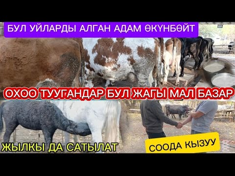 Видео: СААН БООЗ ПАРОДА УЙЛАР КУНАЖЫНДАР БУКАЛАР ЖЫЛКЫ ДА БАРСАТУУГА ЧЫКТЫ ДОСТАВКА ✅ БАР ЧҮЙ ОБЛУСУНДА 