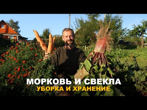 Видео: ГЛАВНОЕ ВОВРЕМЯ УБРАТЬ МОРКОВЬ И СВЕКЛУ С ГРЯДОК. Сроки уборки корнеплодов и их хранение.