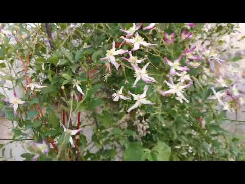 Видео: Маркирую клематис 19 июля 2021