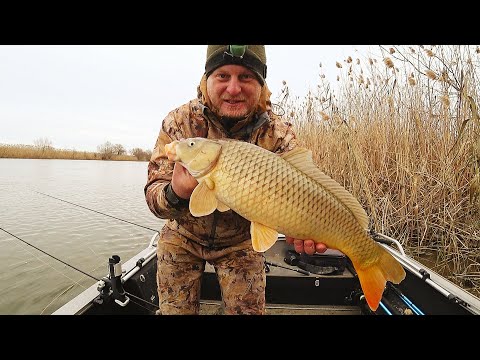 Видео: БЕШЕНЫЙ КЛЁВ САЗАНА. Рыбалка на донку и червя. Закидушки. Нашёл где зимует сазан на реке.