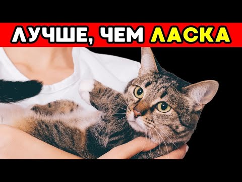 Видео: 7 вещей, которые ваш КОТ ЛЮБИТ больше, чем ласку!