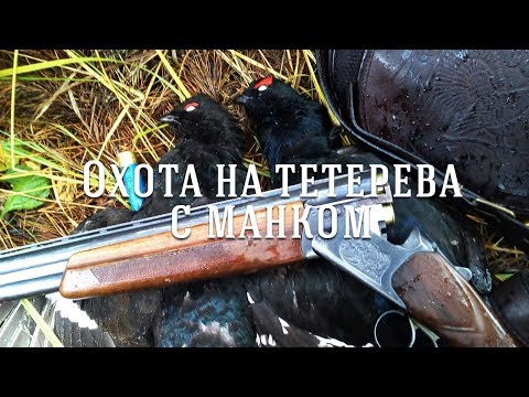 Видео: Охота на тетерева с манком