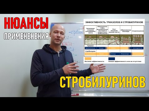 Видео: Применение фунгицидов: стробилурины по листу