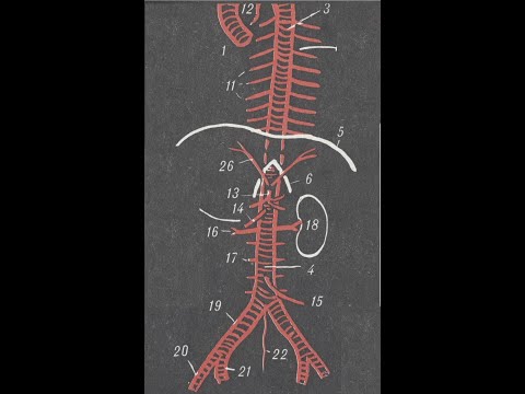 Видео: 4. Артерии и вены