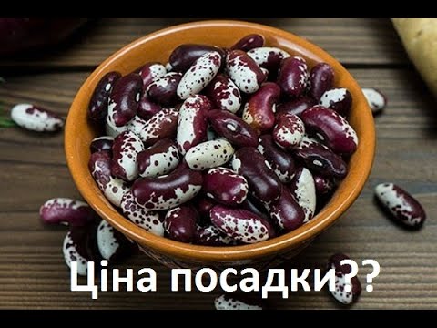 Видео: Квасоля, скільки потратив на посадку??? Мій перший бізнес!!