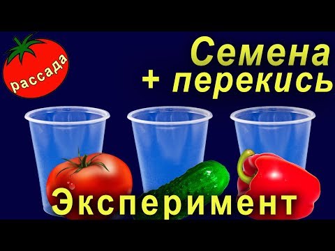 Видео: Замачивание семян в перекиси водорода перед посадкой