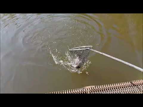 Видео: Поимки форели идут в нижнем горизонте. Спорт-зона. Клёвое место Лосиный остров.