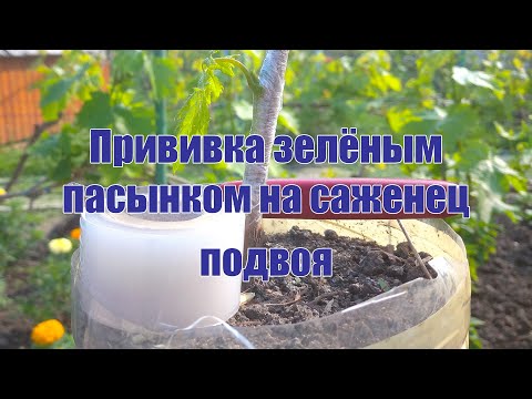 Видео: Прививка зелёным пасынком на саженец подвоя