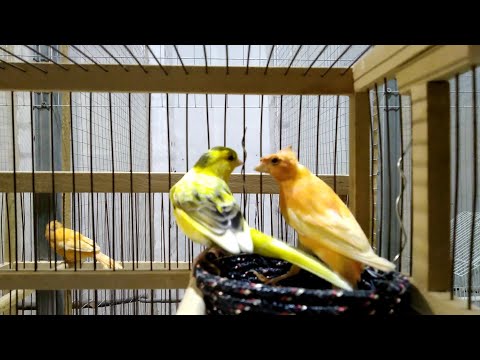 Видео: Канарейки,наблюдение.Что происходит при встречи самца и самки