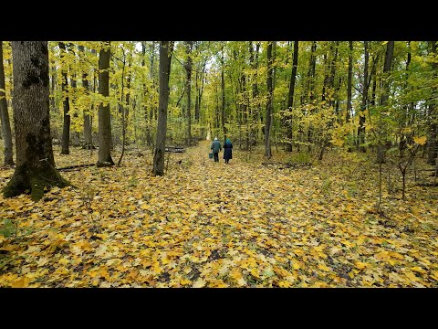 Видео: В ліс по гриби.  Заброшена криниця серед лісу