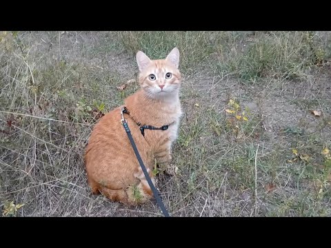 Видео: Рижулька на прогулянці. 12.10.25 року.