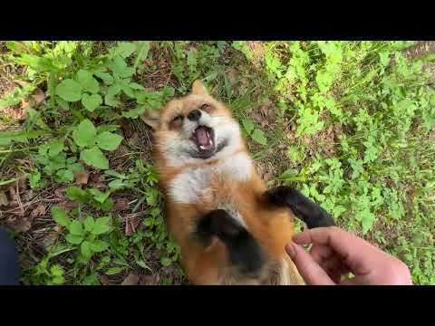 Видео: Алиса - лиса. Лиса предлагает играть и только на нее обращать внимание