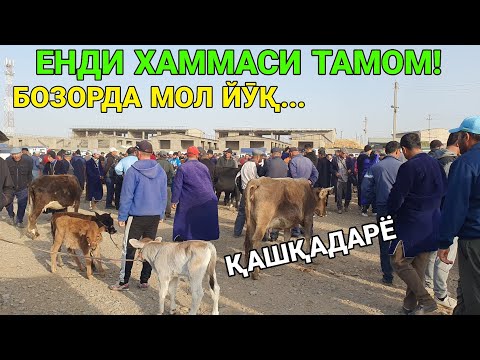 Видео: БОЗОРДА ДЕЯРЛИ МОЛ ЙӮҚ. НАРХЛАР АРЗОН. СИГИР ВА БУҚА НАРХЛАРИ. 1-ОКТАБР ҚАШҚАДАРЁ ҒУЗОР. 2025-ЙИЛ