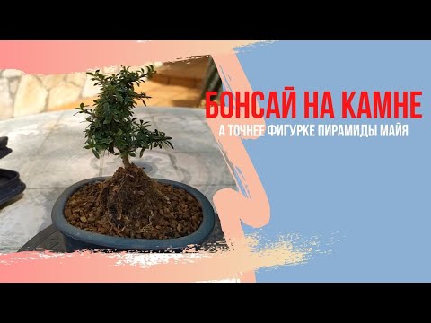 Видео: Бонсай из сериссы(Serissa Foetida) в стиле "обнимая камень"(Sekijoju) , посаженной на пирамиду Майя.