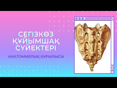 Видео: СЕГІЗКӨЗ/ ҚҰЙЫМШАҚ сүйектерінің құрылысы
