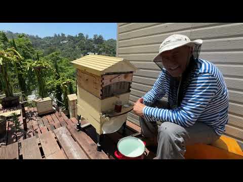 Видео: Harvesting honey again from flow hive - сливаю мед опять. Флоу хайв