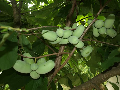 Видео: АЗИМИНА АМЕРИКАНСКАЯ - ЧТО ЗА ЗВЕРЬ?