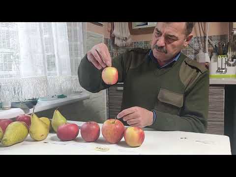 Видео: Вторая часть обзора зимних сортов яблок на 10 декабря 2024г.