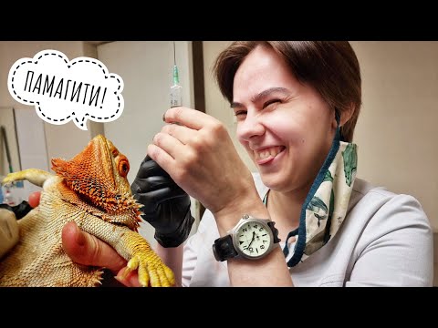 Видео: УЗИ всего Блинца. Внутренний мир дракона. Дракон Блинец на приёме у ветеринара