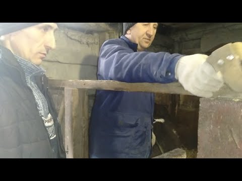 Видео: Переселяем телёнка//Эклеры с белковым кремом.