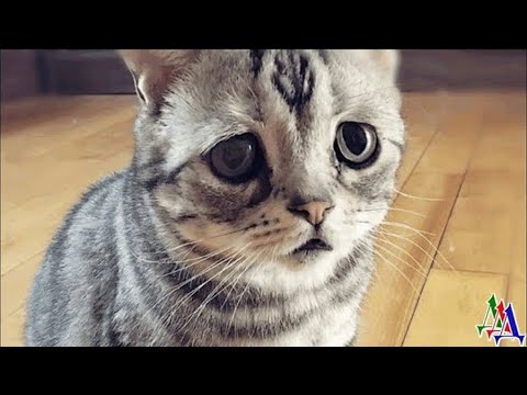 Видео: - Усыпите! Надоела, сил нет, я её уже и за город вывозил...- мужик грубо вытащил кошку из переноски