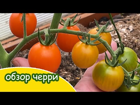 Видео: 27 июля Старая теплица Обзор черри томатов