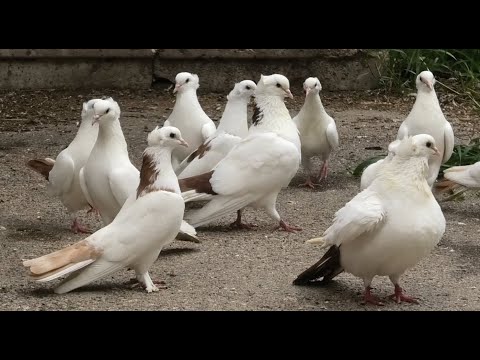 Видео: В гостях у Авакова Артура в Кисловодске!