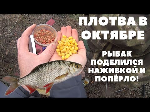 Видео: ПОПЛАВОК СЕКРЕТЫ ОСЕННЕЙ ЛОВЛИ, ПЛОТВА в ОКТЯБРЕ, клюёт!