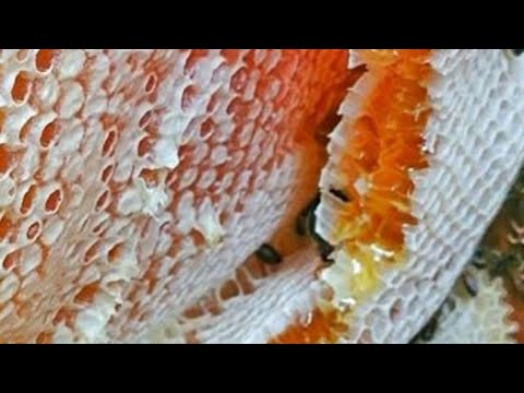 Видео: Кори занбури Ленинобод бо махали чи фарк дорад