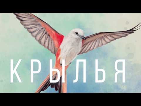 Видео: Крылья - играем в настольную игру. Wingspan board game.