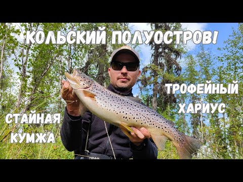 Видео: Кольский! Нашли речку с крупным хариусом и стайной кумжей!