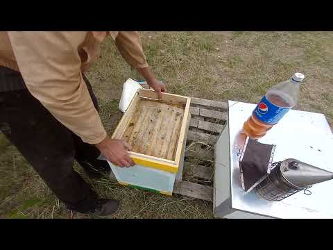 Видео: Корректировка обработки пчел от клеща 29.09.25