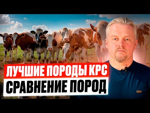 Видео: Лучшие породы КРС в мире сравнение пород коров породы скота